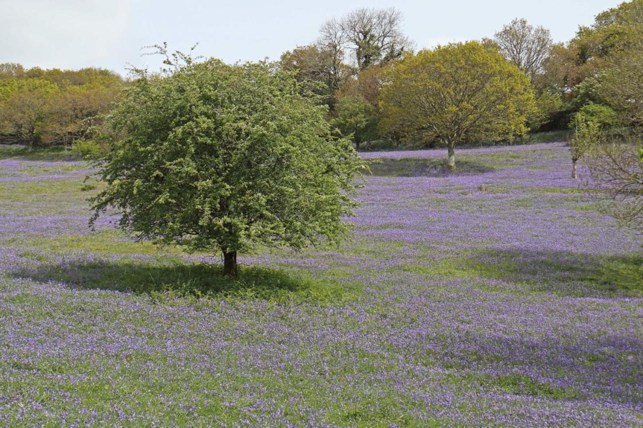 Lovaton Farmhouse Okehampton Bagian luar foto